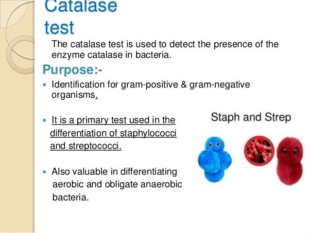 catalase positive organisms mnemonic where is catalase found